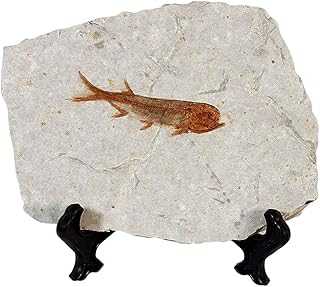 zonzxcv Real Fish Fossil Comes from The Western Liaoning China for Basic Paleontology Biological 150 Million Years Ago Lycoptera