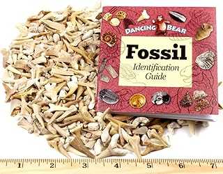 SHARK TEETH Fossils (1 Pound) Bulk Wholesale, Grade A & B Mix Genuine Moroccan, 50-60 Million Years old (Paleocene Period), Real Authentic Shark Tooth Collection, and Fossil Book & ID Card