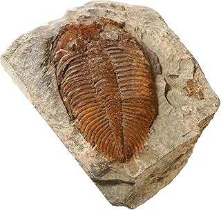 zonzxcv Trilobite Fossil Real Fossils Come from Western Hunan of China for Collections and Education (Information Card Included)