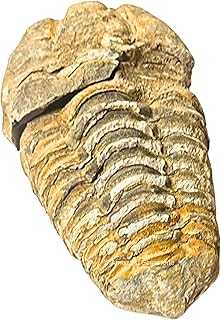 Trilobite Fossil - 1.5" Authentic Trilobite Fossils from Morocco, Genuine Fossil Collector Trilobite Specimen - Premium Museum Grade Ancient Authentic Trilobite Fossil Display Piece